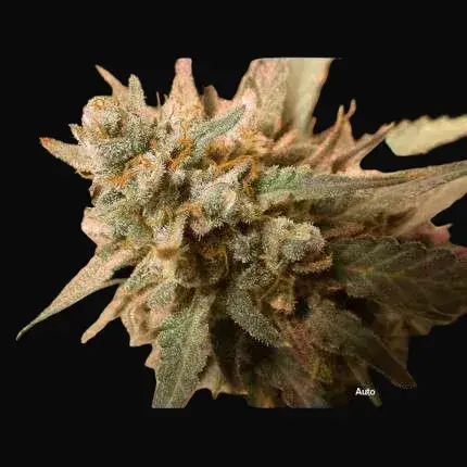 Auto White Widow — zdjęcie 4
