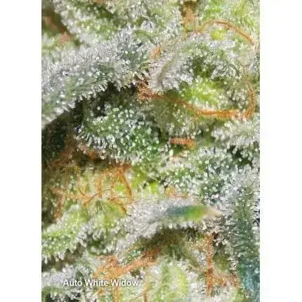 Auto White Widow — zdjęcie 5
