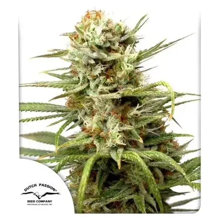 Auto White Widow