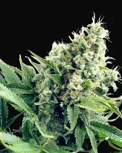 Auto White Widow
