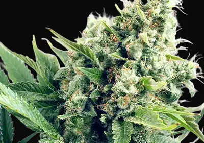 Auto White Widow