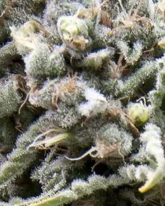 Auto White Widow