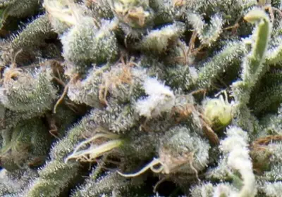 Auto White Widow