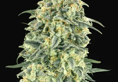 Auto White Widow XXL