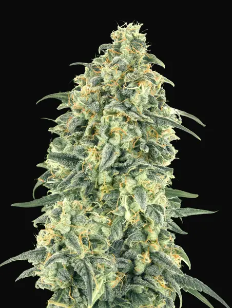 Auto White Widow XXL