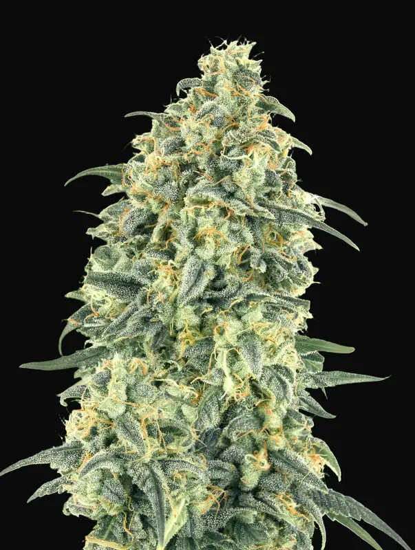 Auto White Widow XXL
