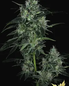 Auto WhiteBerry