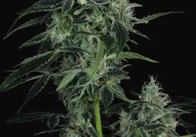Auto WhiteBerry
