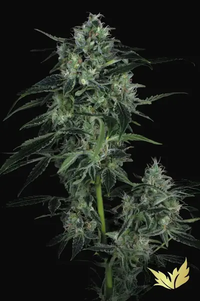 Auto WhiteBerry
