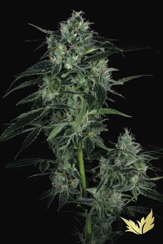 Auto WhiteBerry