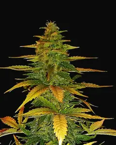 Auto Wild Dwarf