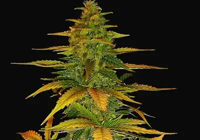 Auto Wild Dwarf