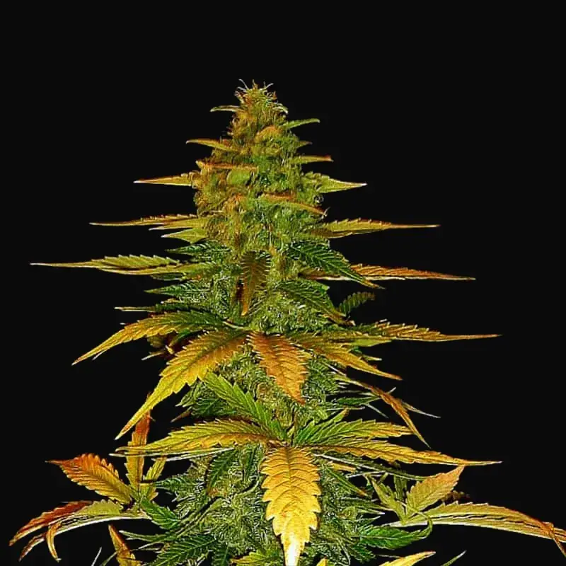 Auto Wild Dwarf