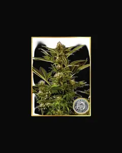 Auto Winweed CBD