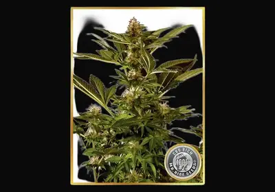 Auto Winweed CBD