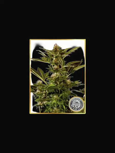 Auto Winweed CBD