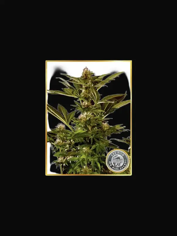 Auto Winweed CBD
