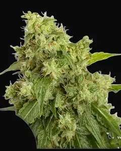 Auto Xtreme Haze