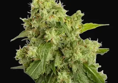 Auto Xtreme Haze