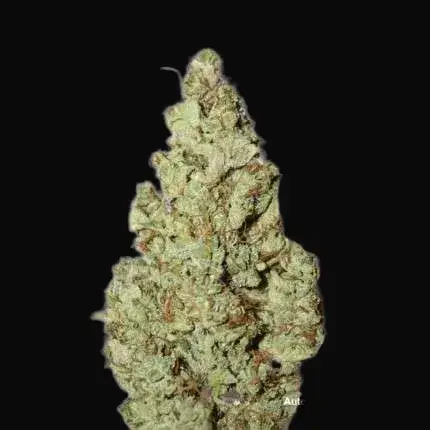 Auto Xtreme Haze — zdjęcie 3