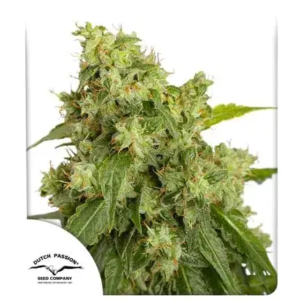 Auto Xtreme Haze