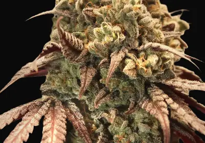 Auto Zerealz Milk
