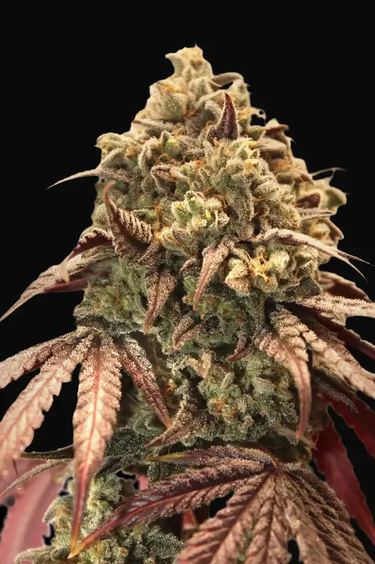 Auto Zerealz Milk