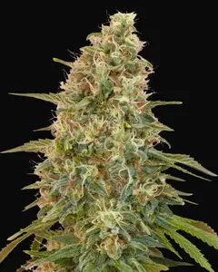 Auto Zkittlez