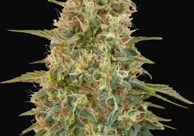 Auto Zkittlez