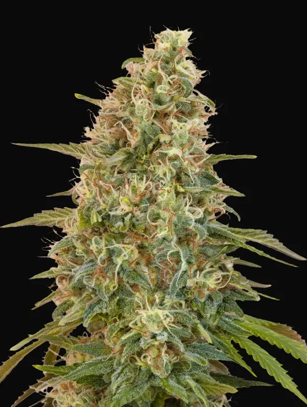 Auto Zkittlez