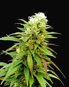 Auto Zkittly Zi Zi