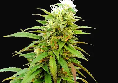Auto Zkittly Zi Zi