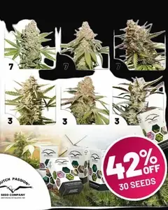 Autoflower Package Deal