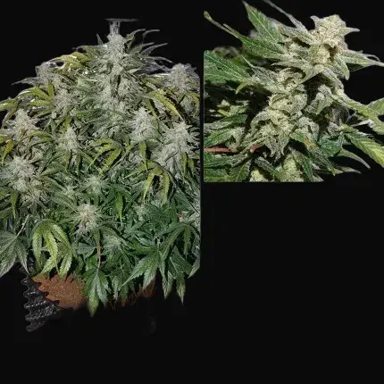 Autoflower Package Deal — zdjęcie 3