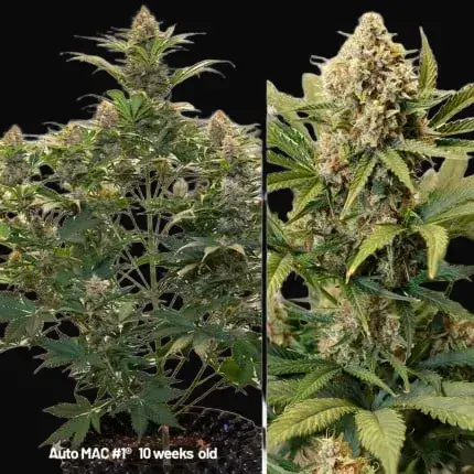 Autoflower Package Deal — zdjęcie 4