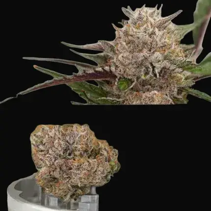 Autoflower Package Deal — zdjęcie 6
