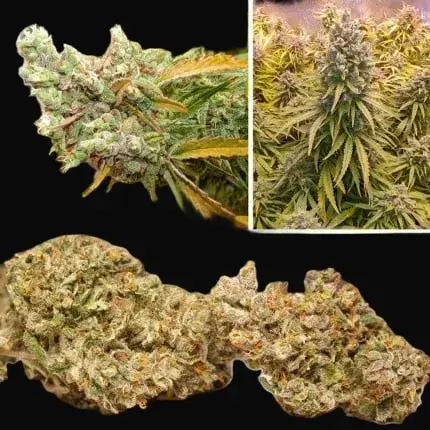 Autoflower Package Deal — zdjęcie 2