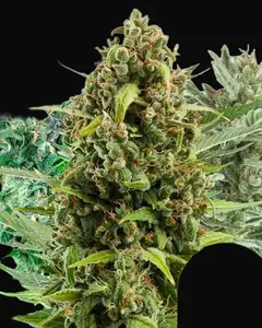 Autoflowering Mix