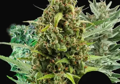 Autoflowering Mix