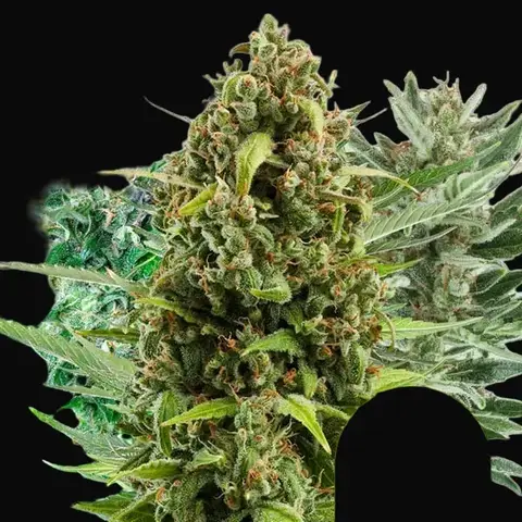 Autoflowering Mix