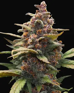 Ayahuasca Purple