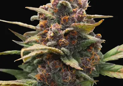 Ayahuasca Purple