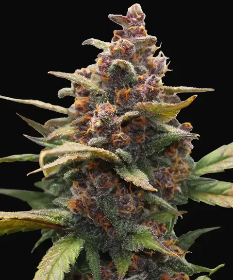 Ayahuasca Purple