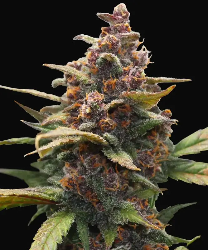 Ayahuasca Purple