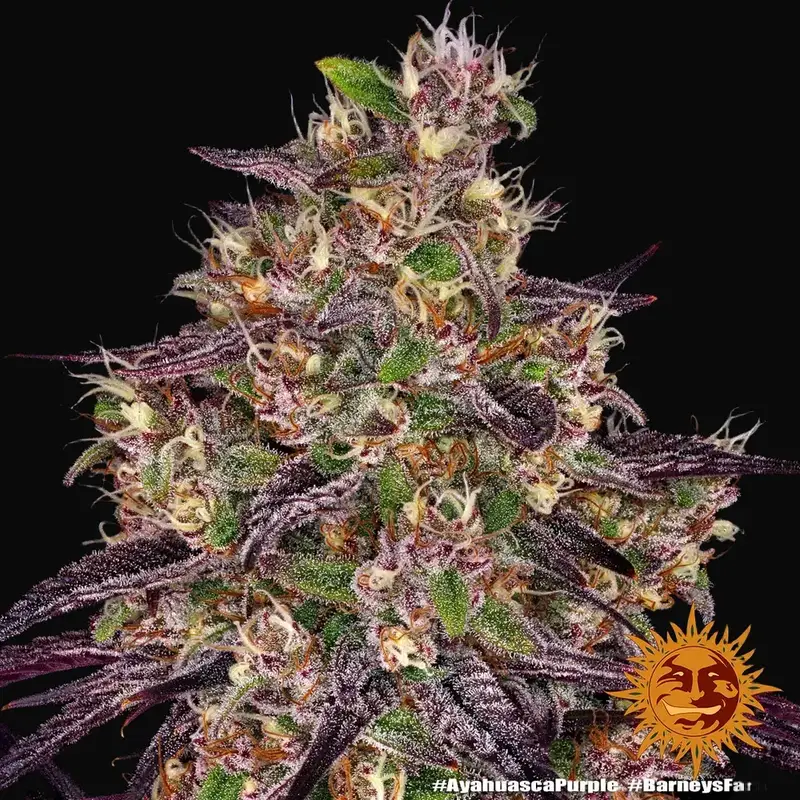 Ayahuasca Purple — zdjęcie 2