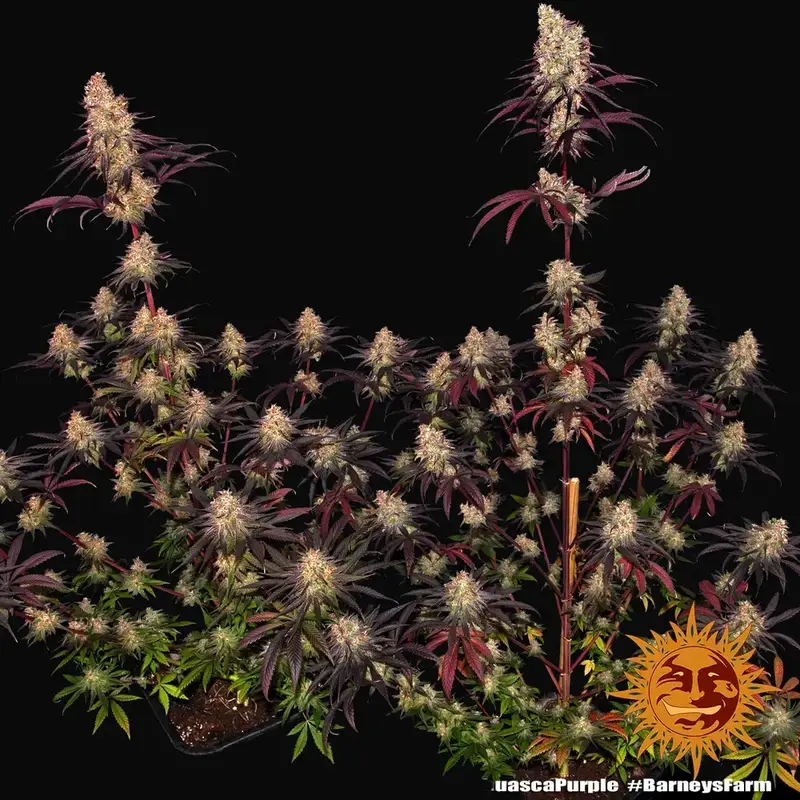 Ayahuasca Purple — zdjęcie 4
