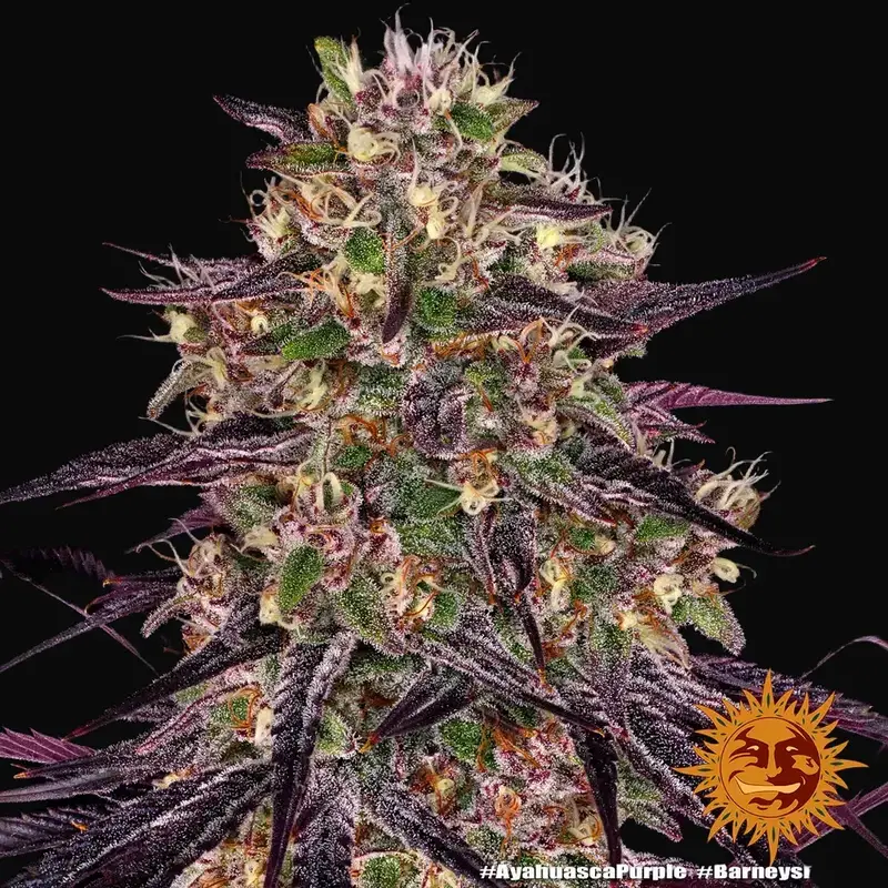 Ayahuasca Purple — zdjęcie 5