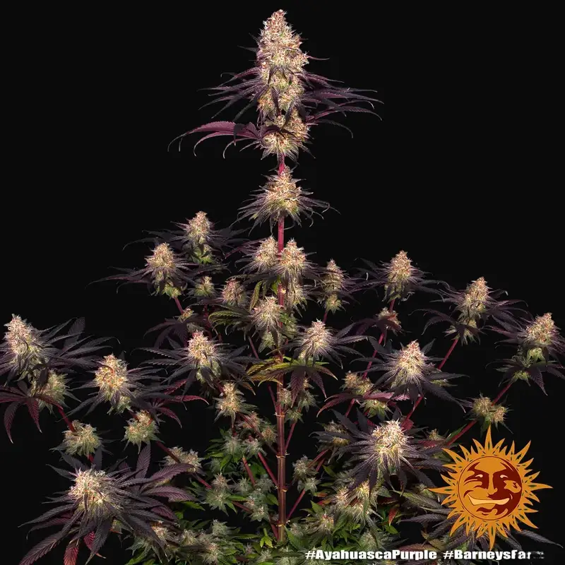 Ayahuasca Purple — zdjęcie 3