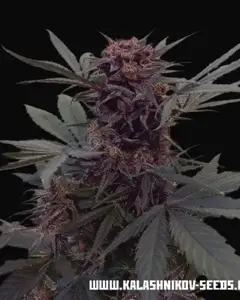 Babushka Black Auto