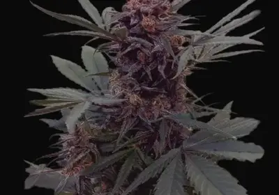 Babushka Black Auto